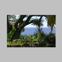 38969 23 034 Romney Manor, St. Kitts, Karibik-Kreuzfahrt 2020.jpg
